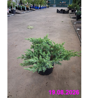 Juniperus conferta 'Schlager' C 2 L